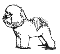 BFCA Bichon