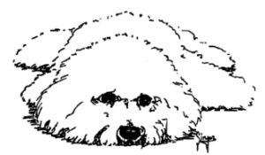 Bichon