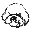 Bichon Head