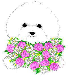 Bichon & Flowers